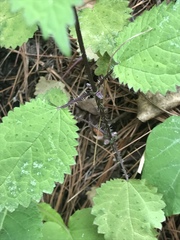 Angiospermae