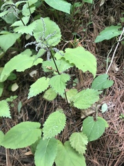 Angiospermae