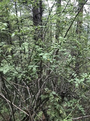 Magnoliopsida