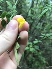 Magnoliopsida