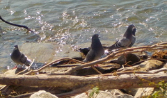 Columba livia domestica
