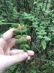 Magnoliopsida