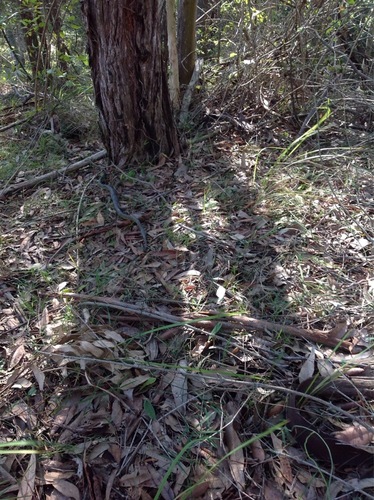 Common Tree Snake sighting