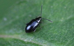Phyllotreta nigripes