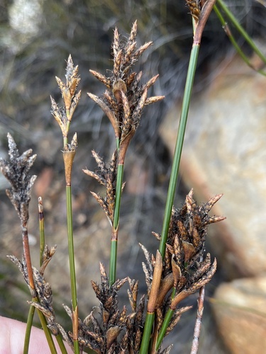 Greave Pegreed (Restio ocreatus)