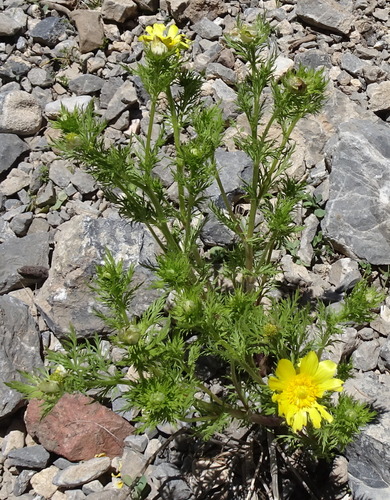 Adonis turkestanica, photograph 1
