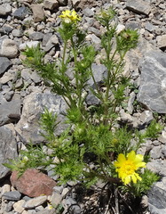 Adonis turkestanica, photograph author not stated, no rights reserved