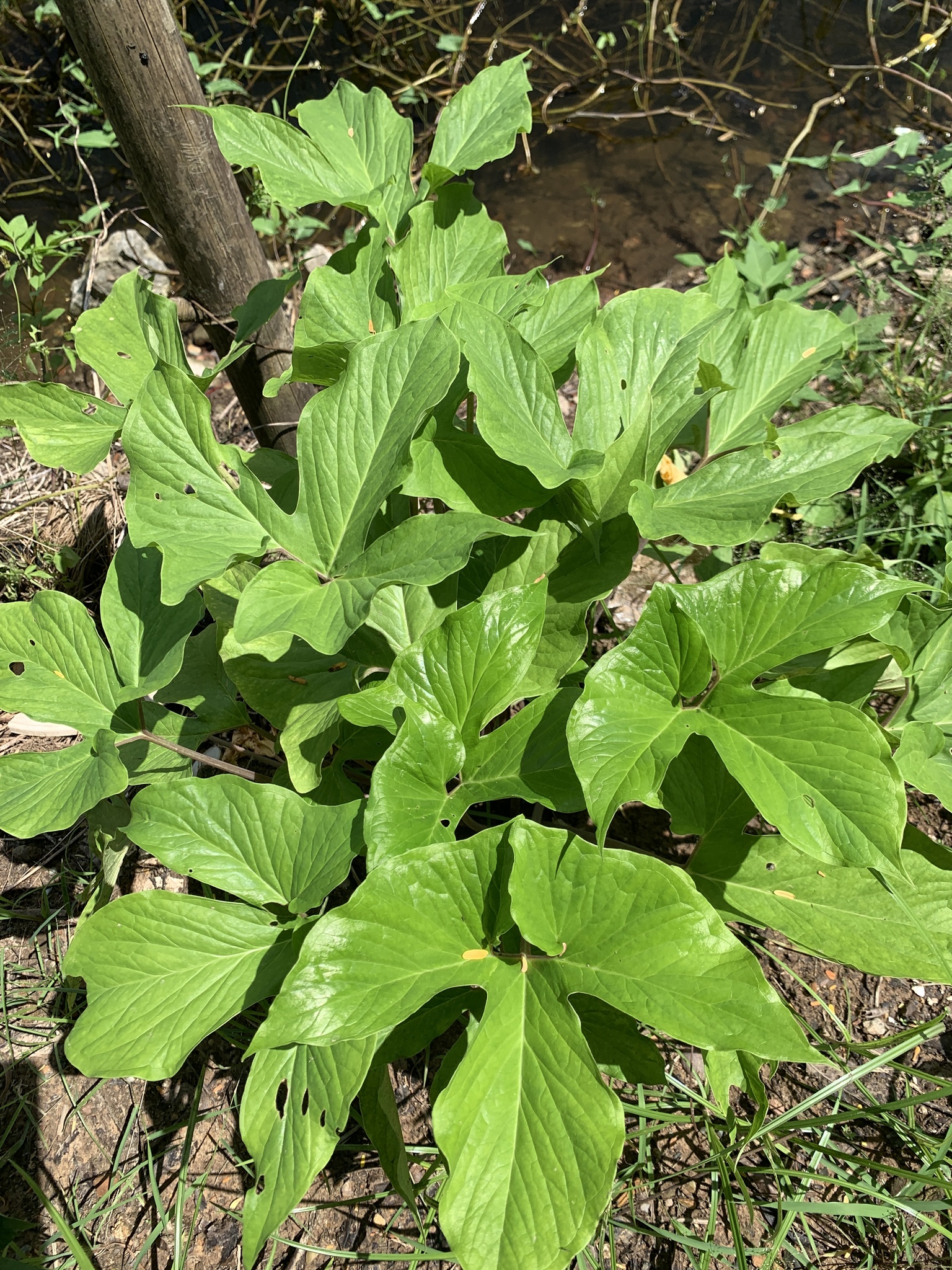 Typhonium trilobatum (Typhonium trilobatum)