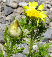 Adonis turkestanica, photograph author not stated, no rights reserved