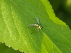 Chrysosoma globiferum