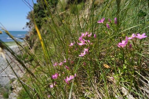 perennial centaury (Centaurium portense)