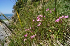 Centaurium portense