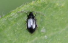 Phyllotreta nigripes