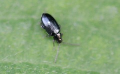Phyllotreta nigripes