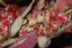 Euphorbia densiflora
