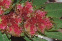 Euphorbia densiflora