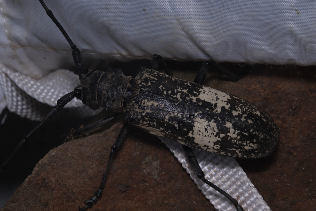 Megan Insect Meges gravidus from 中国浙江省杭州市西湖区 on August 3, 2024 at 09:51 PM by ...