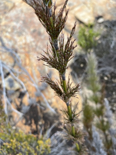 Image of Rhodocoma capensis by (c) Dave U, some rights reserved (CC BY-SA)