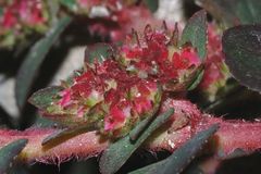 Euphorbia densiflora