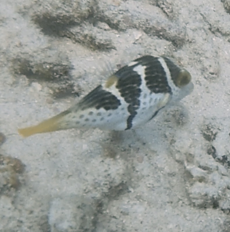 Blacksaddle Toby (Canthigaster valentini) — recorded at Gili Air Harbor