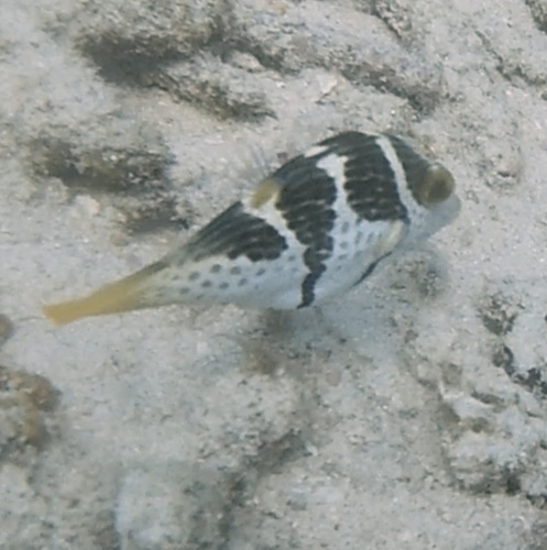 Blacksaddle Toby (Canthigaster valentini)