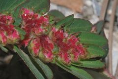 Euphorbia densiflora