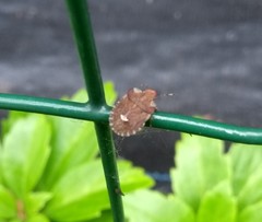 Dyroderes umbraculatus