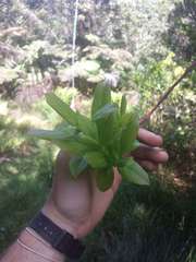 Vaccinium calycinum