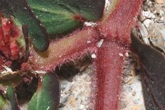 Euphorbia densiflora