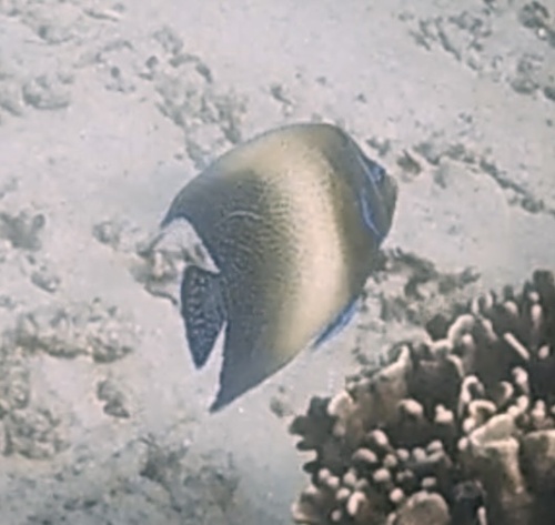 Semicircle Angelfish (Pomacanthus semicirculatus)