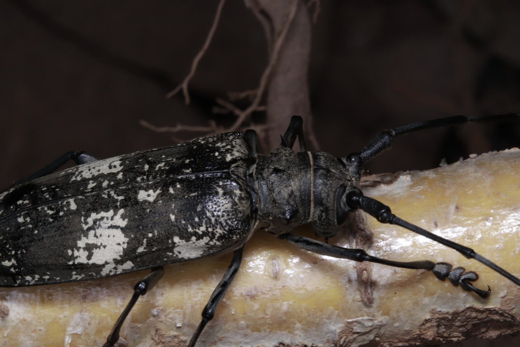 Megan Insect Meges gravidus from 中国浙江省杭州市西湖区 on August 3, 2024 at 11:02 PM by ...