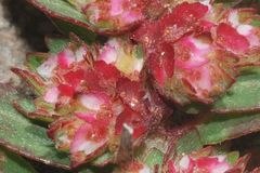 Euphorbia densiflora