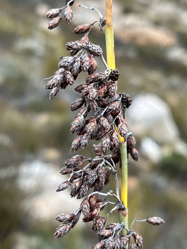Image of Robust Fountainreed (Cannomois robusta) by (c) Dave U, some rights reserved (CC BY-SA)