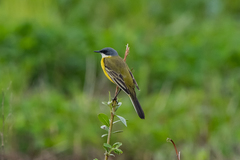 Motacilla flava cinereocapilla