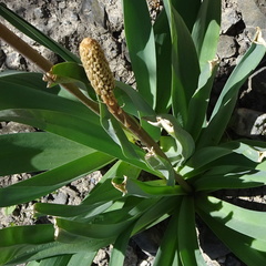 Eremurus