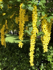 Laburnum