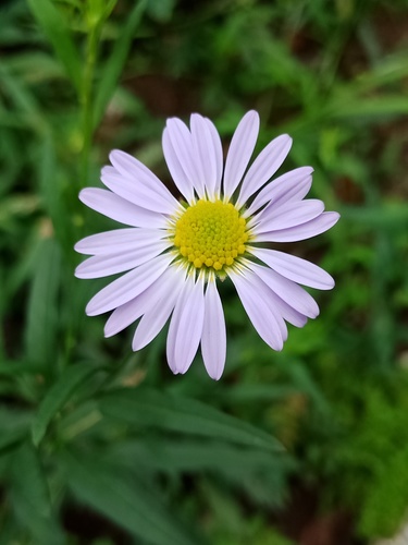 Aster indicus iNat (2)