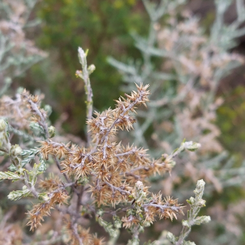Image of Cassinia theodori by (c) Ruth Palsson, some rights reserved (CC BY-SA)