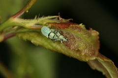 Phyllobius roboretanus