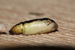 Ctenoplusia limbirena