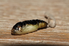 Ctenoplusia limbirena