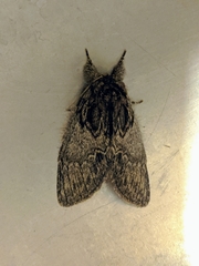 Peridea basitriens