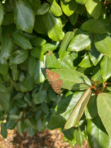 Pararge aegeria