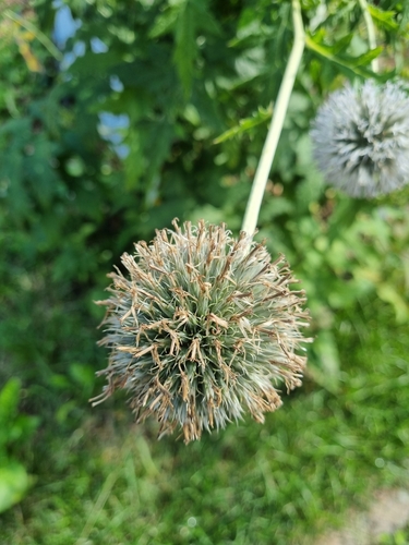 Image of Echinops exaltatus by (c) Владимир Дворкин, some rights reserved (CC BY)