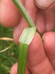 Carex vulpina