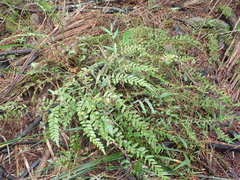 Blechnum molle