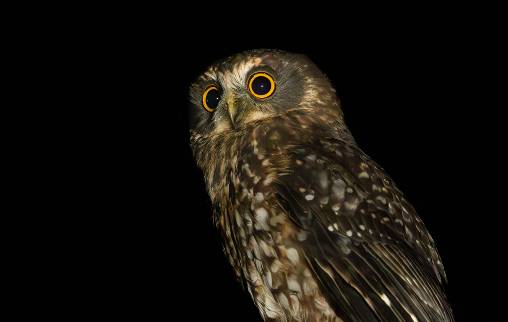 Morepork photo