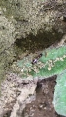 Crematogaster sordidula