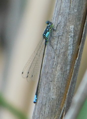 Ischnura cervula