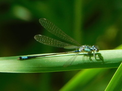 Ischnura cervula